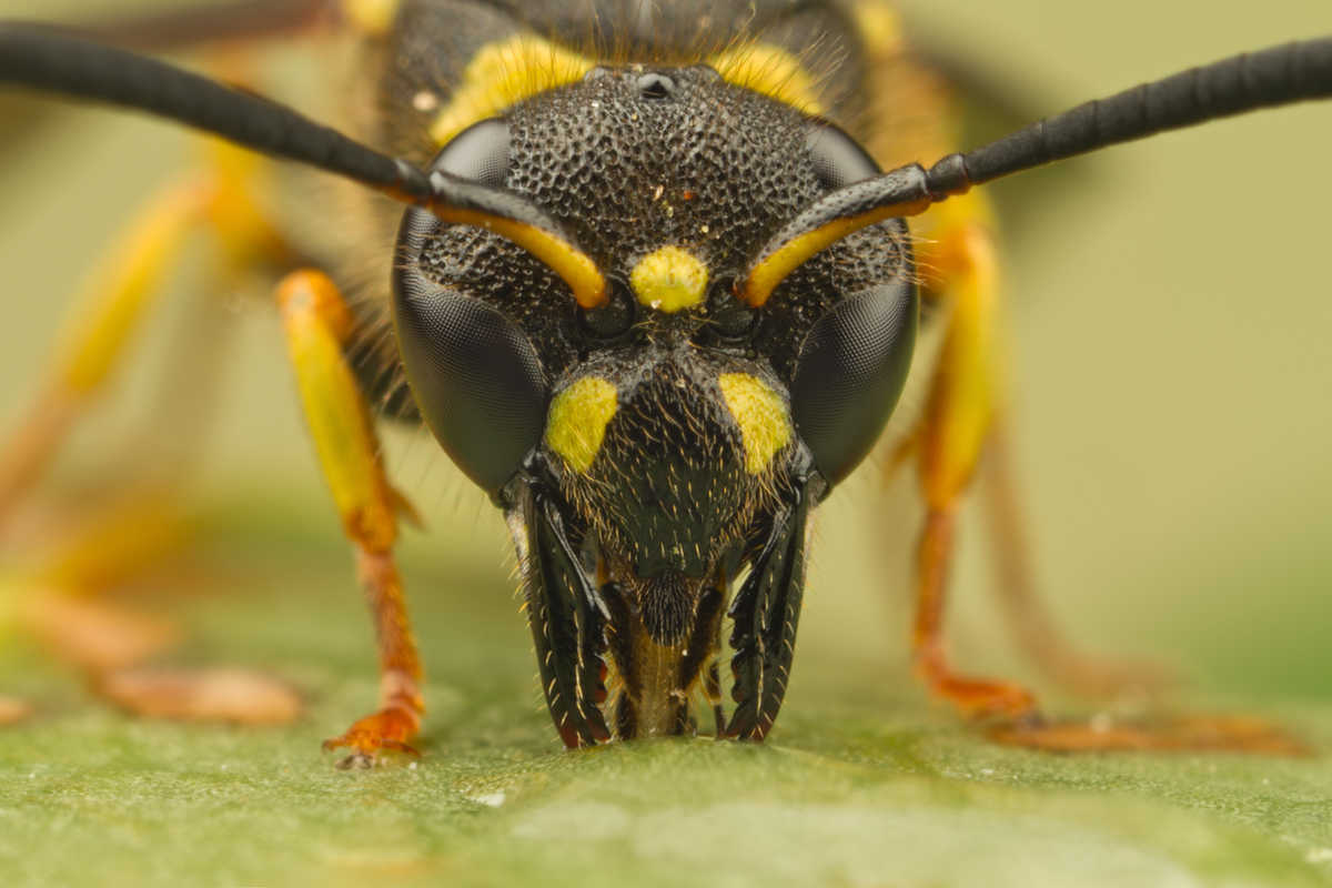 Potter Wasp 3